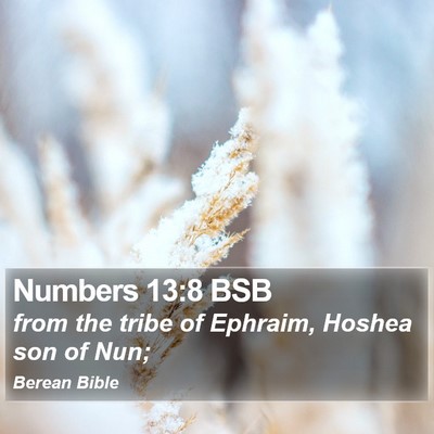 Numbers 13:8 BSB Bible Verse Image