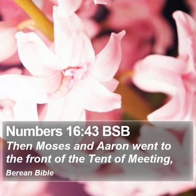 Numbers 16:43 BSB Bible Verse Image