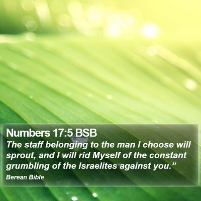 Numbers 17:5 BSB Bible Verse Image