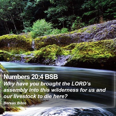 Numbers 20:4 BSB Bible Verse Image