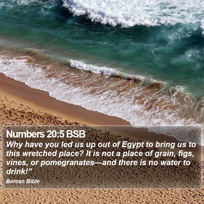 Numbers 20:5 BSB Bible Verse Image