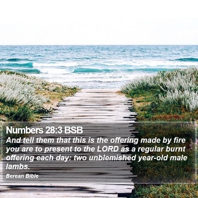 Numbers 28:3 BSB Bible Verse Image