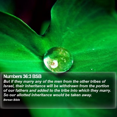 Numbers 36:3 BSB Bible Verse Image
