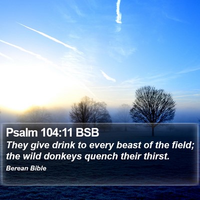 Psalm 104:11 BSB Bible Verse Image