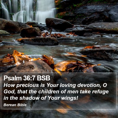Psalm 36:7 BSB Bible Verse Image