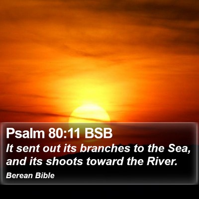 Psalm 80:11 BSB Bible Verse Image