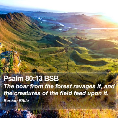 Psalm 80:13 BSB Bible Verse Image