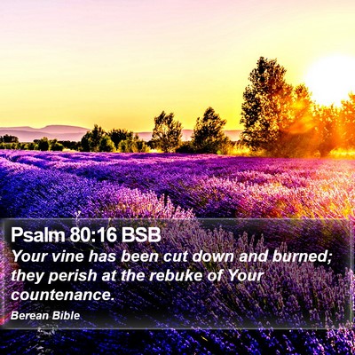 Psalm 80:16 BSB Bible Verse Image