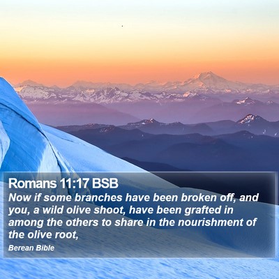 Romans 11:17 BSB Bible Verse Image