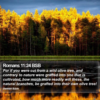 Romans 11:24 BSB Bible Verse Image