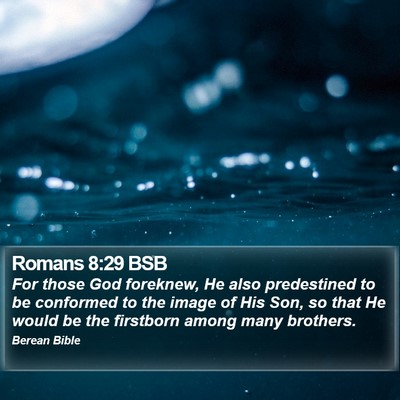 Romans 8:29 BSB Bible Verse Image