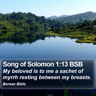 Song of Solomon 1:13 BSB Bible Verse Image