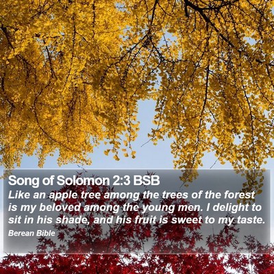 Song of Solomon 2:3 BSB Bible Verse Image