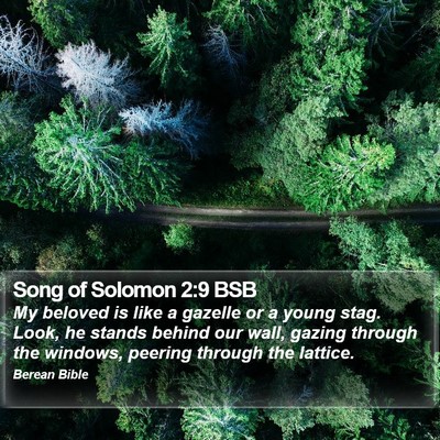 Song of Solomon 2:9 BSB Bible Verse Image