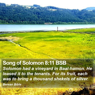 Song of Solomon 8:11 BSB Bible Verse Image
