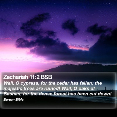 Zechariah 11:2 BSB Bible Verse Image