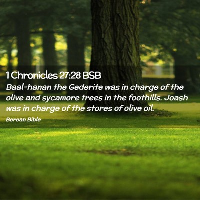 Picture 02 - 1 Chronicles 27:28 BSB - Baal-hanan the Gederite was in charge of the - Bible Verse Picture