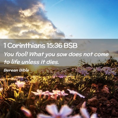 Picture 02 - 1 Corinthians 15:36 BSB - You fool! What you sow does not come to life - Bible Verse Picture
