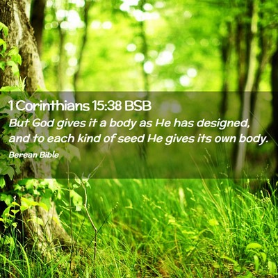 Picture 02 - 1 Corinthians 15:38 BSB - But God gives it a body as He has designed, and - Bible Verse Picture