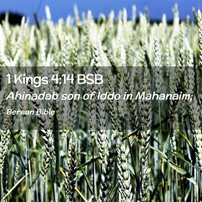 Picture 02 - 1 Kings 4:14 BSB - Ahinadab son of Iddo in - Bible Verse Picture