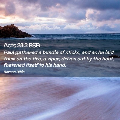 Picture 02 - Acts 28:3 BSB - Paul gathered a bundle of sticks, and as he laid - Bible Verse Picture