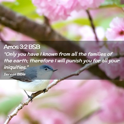 Picture 02 - Amos 3:2 BSB - “Only you have I known from all the families of - Bible Verse Picture