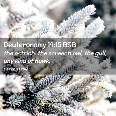 Picture 02 - Deuteronomy 14:15 BSB - the ostrich, the screech owl, the gull, any kind - Bible Verse Picture