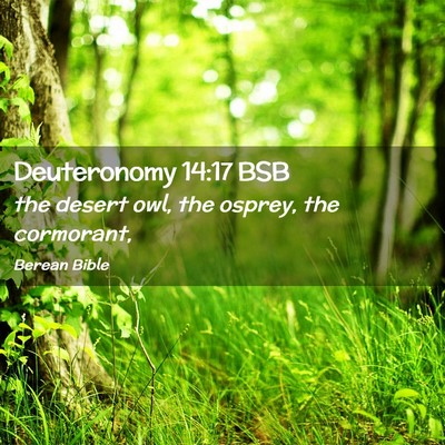 Picture 02 - Deuteronomy 14:17 BSB - the desert owl, the osprey, the - Bible Verse Picture