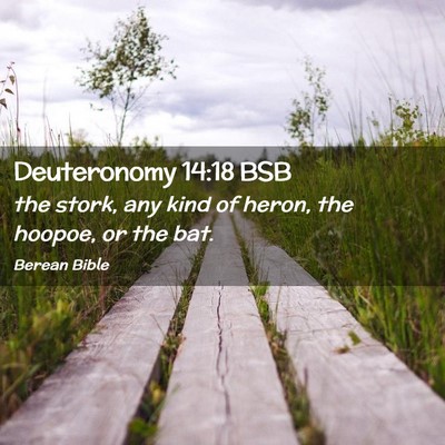 Picture 02 - Deuteronomy 14:18 BSB - the stork, any kind of heron, the hoopoe, or the - Bible Verse Picture