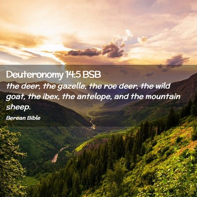 Picture 02 - Deuteronomy 14:5 BSB - the deer, the gazelle, the roe deer, the wild - Bible Verse Picture