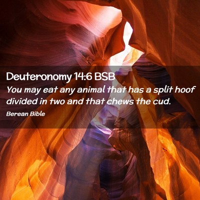 Picture 02 - Deuteronomy 14:6 BSB - You may eat any animal that has a split hoof - Bible Verse Picture