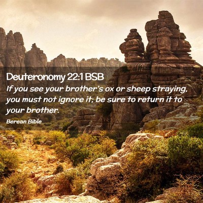 Picture 02 - Deuteronomy 22:1 BSB - If you see your brother’s ox or sheep straying, - Bible Verse Picture