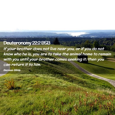 Picture 02 - Deuteronomy 22:2 BSB - If your brother does not live near you, or if you - Bible Verse Picture