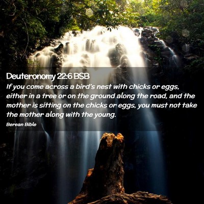 Picture 02 - Deuteronomy 22:6 BSB - If you come across a bird’s nest with chicks or - Bible Verse Picture