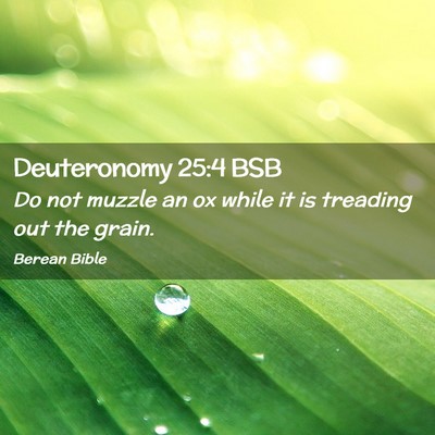 Picture 02 - Deuteronomy 25:4 BSB - Do not muzzle an ox while it is treading out the - Bible Verse Picture