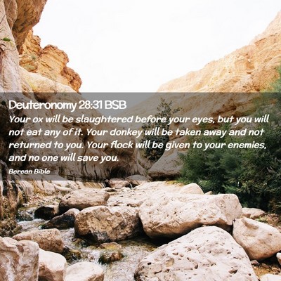 Picture 02 - Deuteronomy 28:31 BSB - Your ox will be slaughtered before your eyes, but - Bible Verse Picture