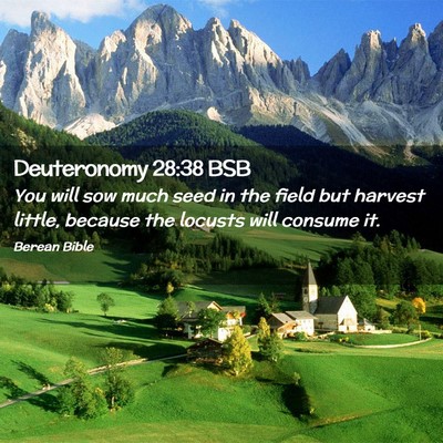 Picture 02 - Deuteronomy 28:38 BSB - You will sow much seed in the field but harvest - Bible Verse Picture