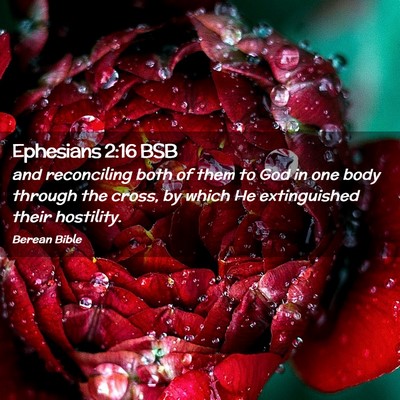 Picture 02 - Ephesians 2:16 BSB - and reconciling both of them to God in one body - Bible Verse Picture