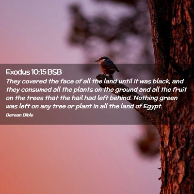 Picture 02 - Exodus 10:15 BSB - They covered the face of all the land until it - Bible Verse Picture