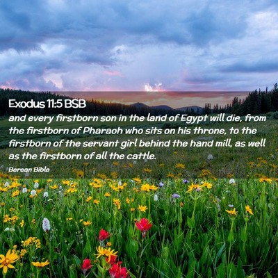 Picture 02 - Exodus 11:5 BSB - and every firstborn son in the land of Egypt will - Bible Verse Picture