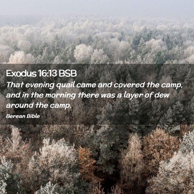 Picture 02 - Exodus 16:13 BSB - That evening quail came and covered the camp, and - Bible Verse Picture
