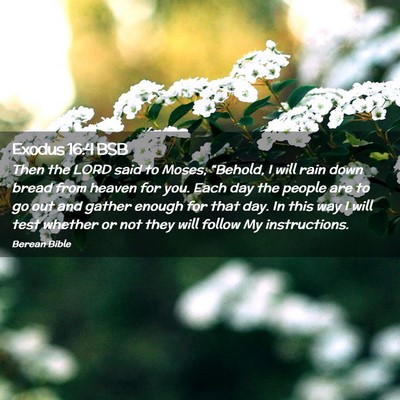 Picture 02 - Exodus 16:4 BSB - Then the LORD said to Moses, “Behold, I will - Bible Verse Picture