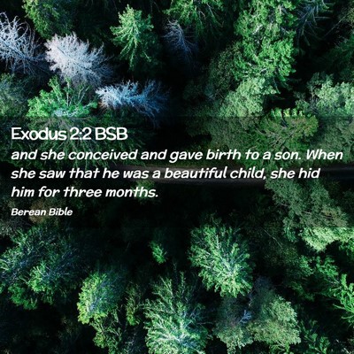 Picture 02 - Exodus 2:2 BSB - and she conceived and gave birth to a son. When - Bible Verse Picture