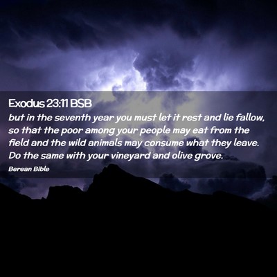 Picture 02 - Exodus 23:11 BSB - but in the seventh year you must let it rest and - Bible Verse Picture
