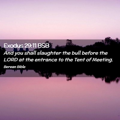 Picture 02 - Exodus 29:11 BSB - And you shall slaughter the bull before the LORD - Bible Verse Picture