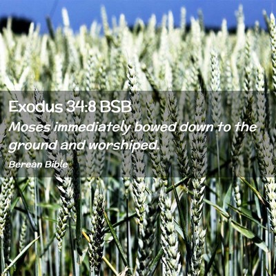 Picture 02 - Exodus 34:8 BSB - Moses immediately bowed down to the ground and - Bible Verse Picture