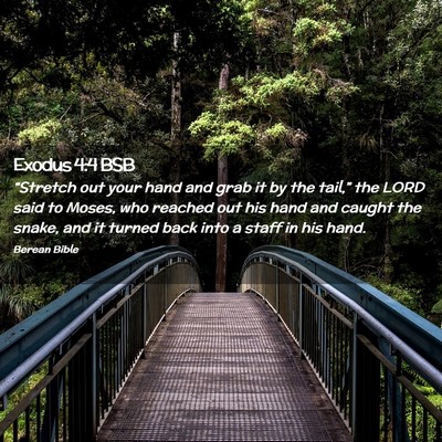 Picture 02 - Exodus 4:4 BSB - “Stretch out your hand and grab it by the - Bible Verse Picture