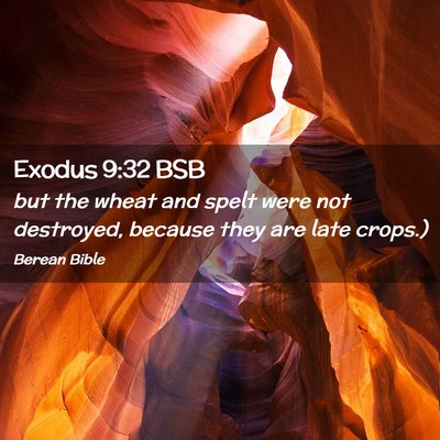 Picture 02 - Exodus 9:32 BSB - but the wheat and spelt were not destroyed, - Bible Verse Picture