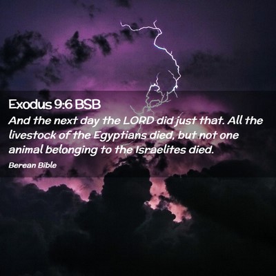 Picture 02 - Exodus 9:6 BSB - And the next day the LORD did just that. All the - Bible Verse Picture
