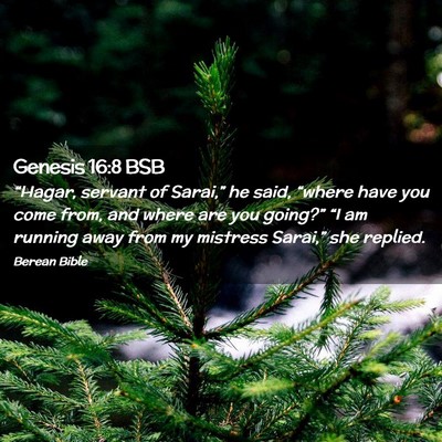 Picture 02 - Genesis 16:8 BSB - “Hagar, servant of Sarai,” he said, “where - Bible Verse Picture